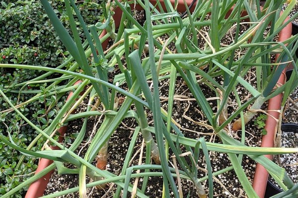 Kraken market ссылка