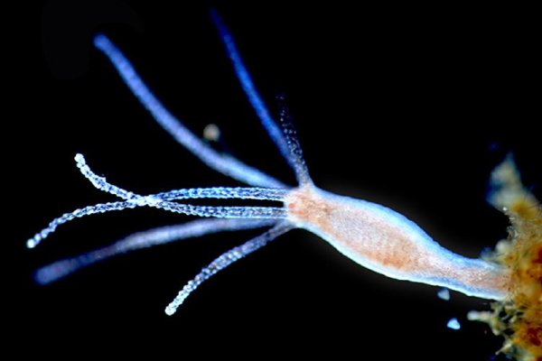 Кракен наркоман