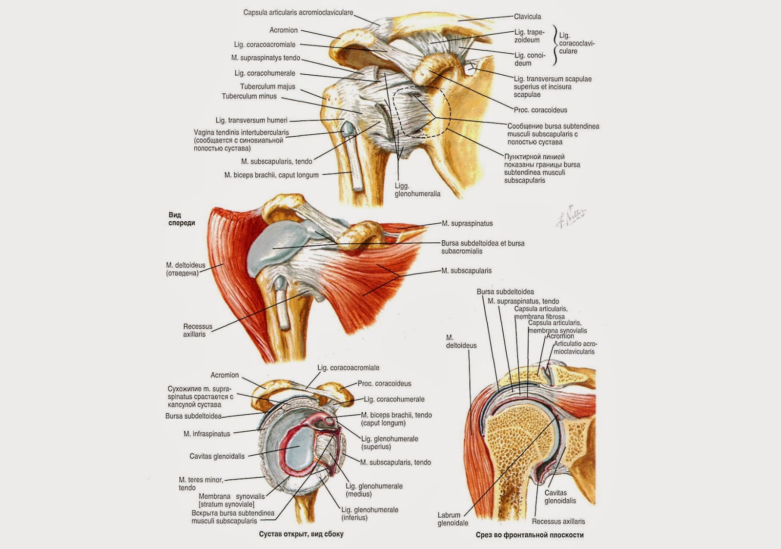 Кракен даркшоп
